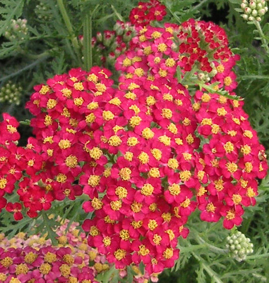 Achillea m. 'Paprika' -Ship Only