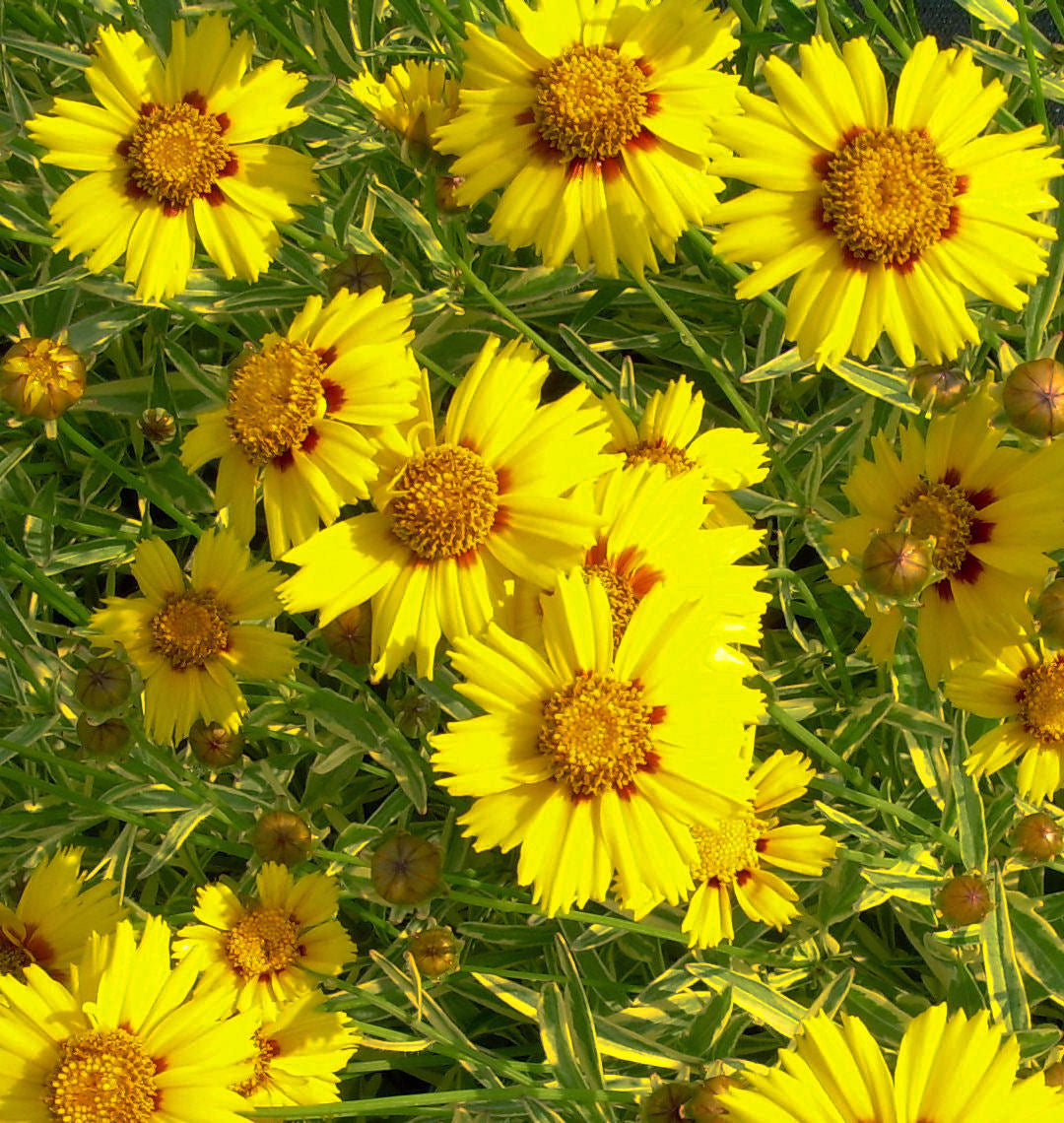 Coreopsis x 'Tequila Sunrise' -Ship Only