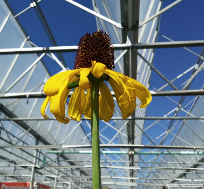 Rudbeckia maxima -Ship Only