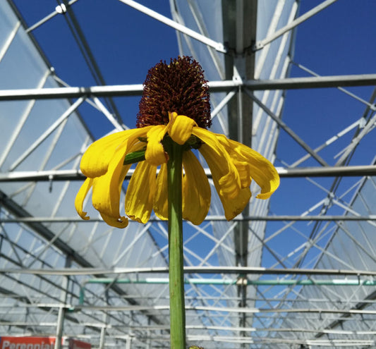 Rudbeckia maxima -Ship Only