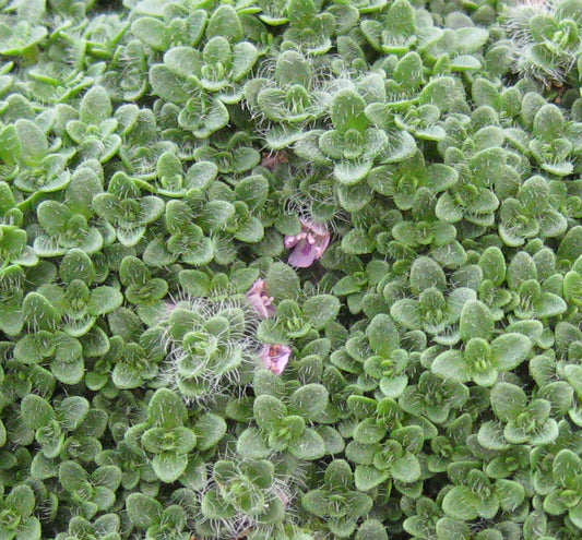 Thymus s. 'Elfin' -Ship Only