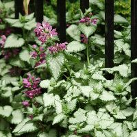 Lamium m. 'Beacon Silver' -Ship Only