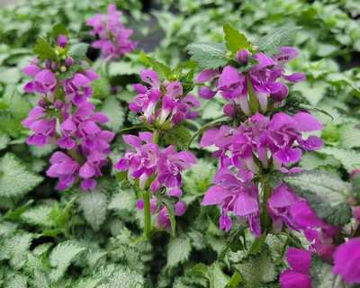 Lamium m. 'Orchid Frost' -Ship Only