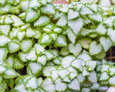 Lamium m. 'White Nancy' -Ship Only