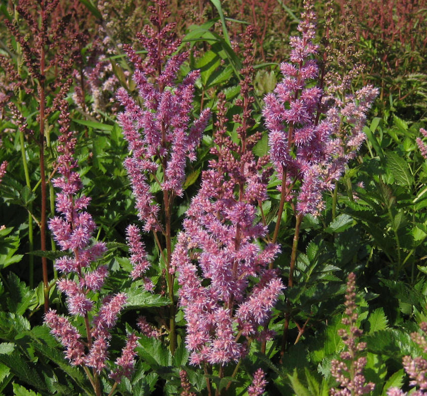Astilbe c. 'Maggie Daley' -Ship Only