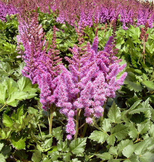 Astilbe c. 'Visions' -Ship Only