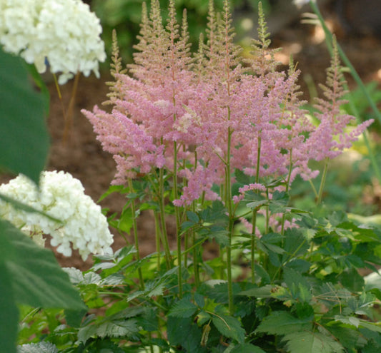 Astilbe c. 'Visions in Pink' -Ship Only