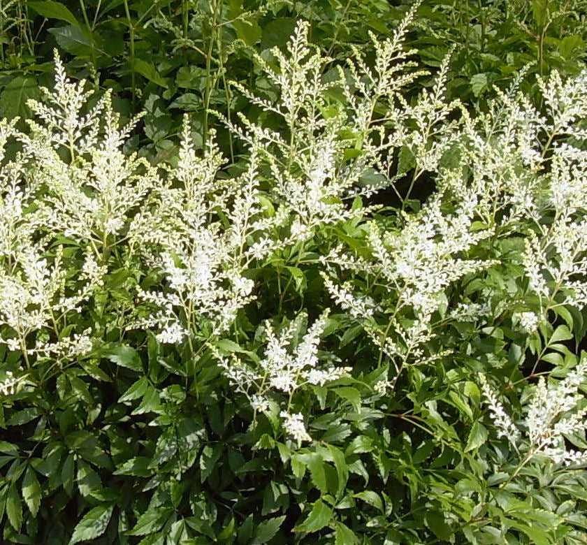 Astilbe 'Deutschland' -Ship Only
