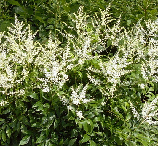 Astilbe 'Deutschland' -Ship Only