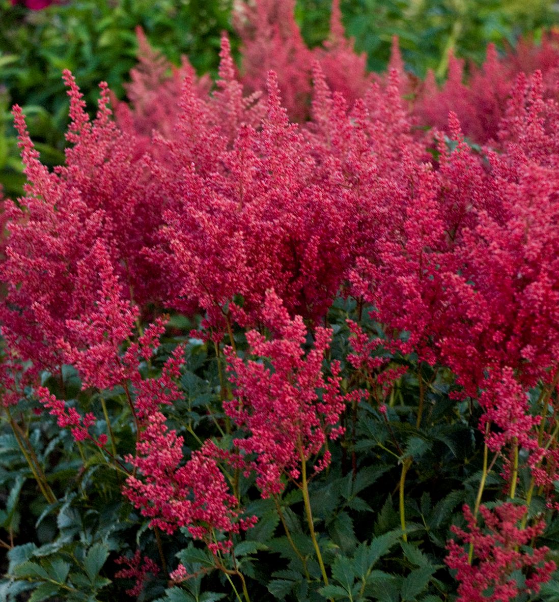 Astilbe j. 'Montgomery' -Ship Only