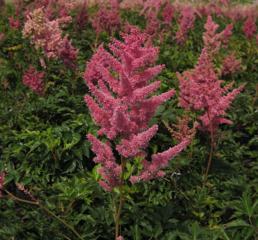 Astilbe 'Rheinland' -Ship Only