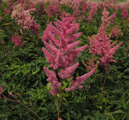 Astilbe 'Rheinland' -Ship Only
