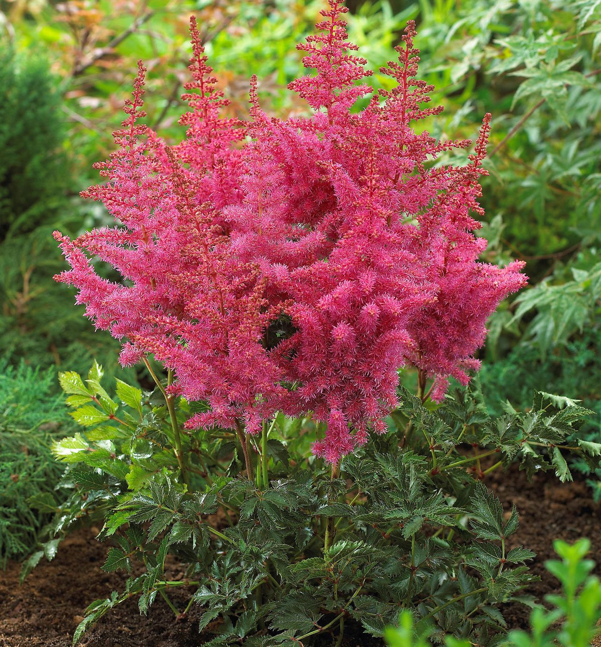 Astilbe 'Rise And Shine' -Ship Only