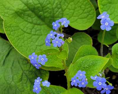 Brunnera macrophylla -Ship Only