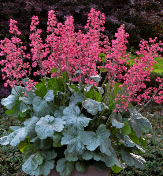 Heuchera Dolce® 'Spearmint' -Ship Only