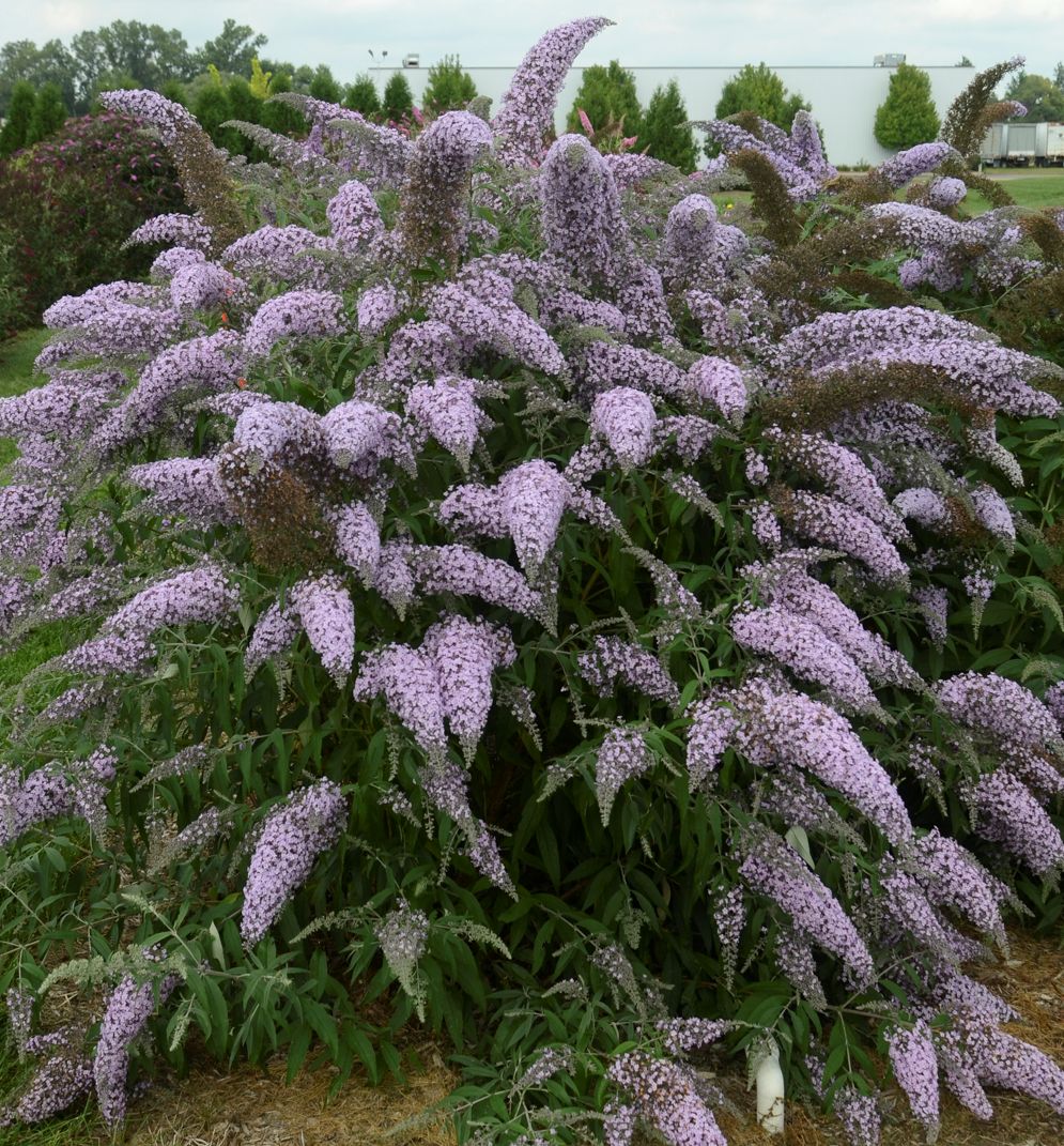 Buddleia 'Grand Cascade' -Ship Only