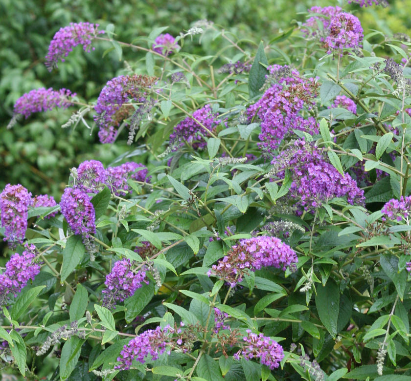 Buddleia Lo & Behold® 'Purple Haze' -Ship Only