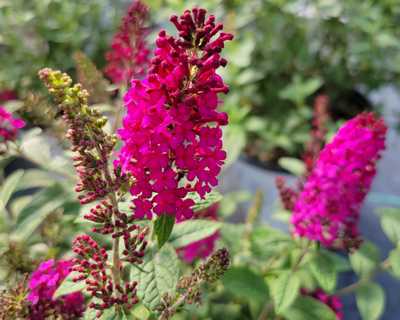 Buddleia 'Miss Molly' -Ship Only