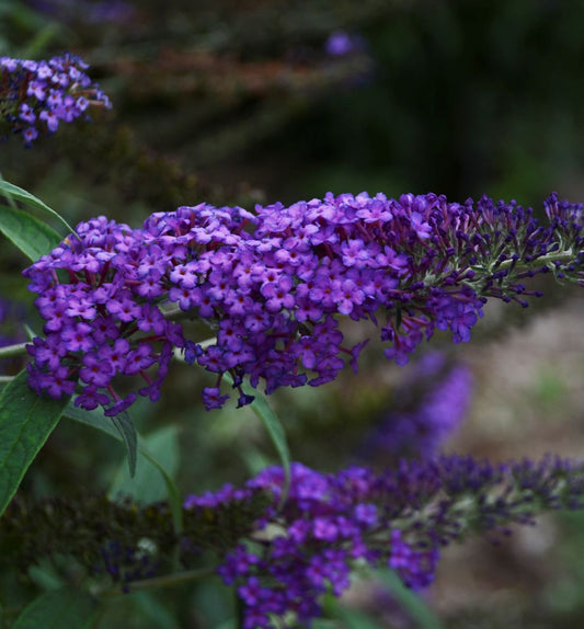 Buddleia 'Monarch® Blue Knight' -Ship Only
