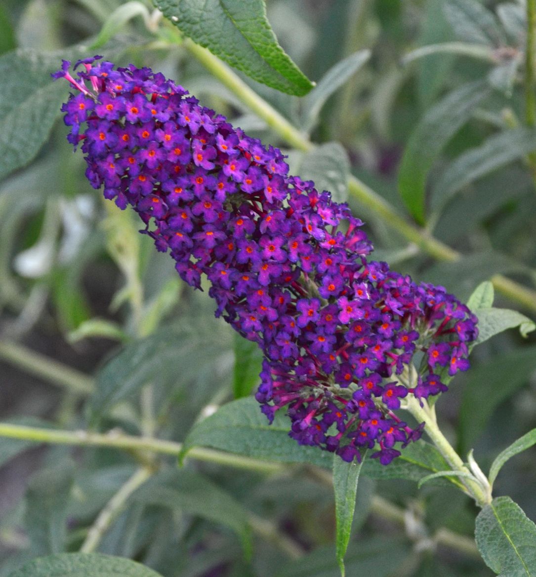 Buddleia 'Monarch® Dark Dynasty' -Ship Only