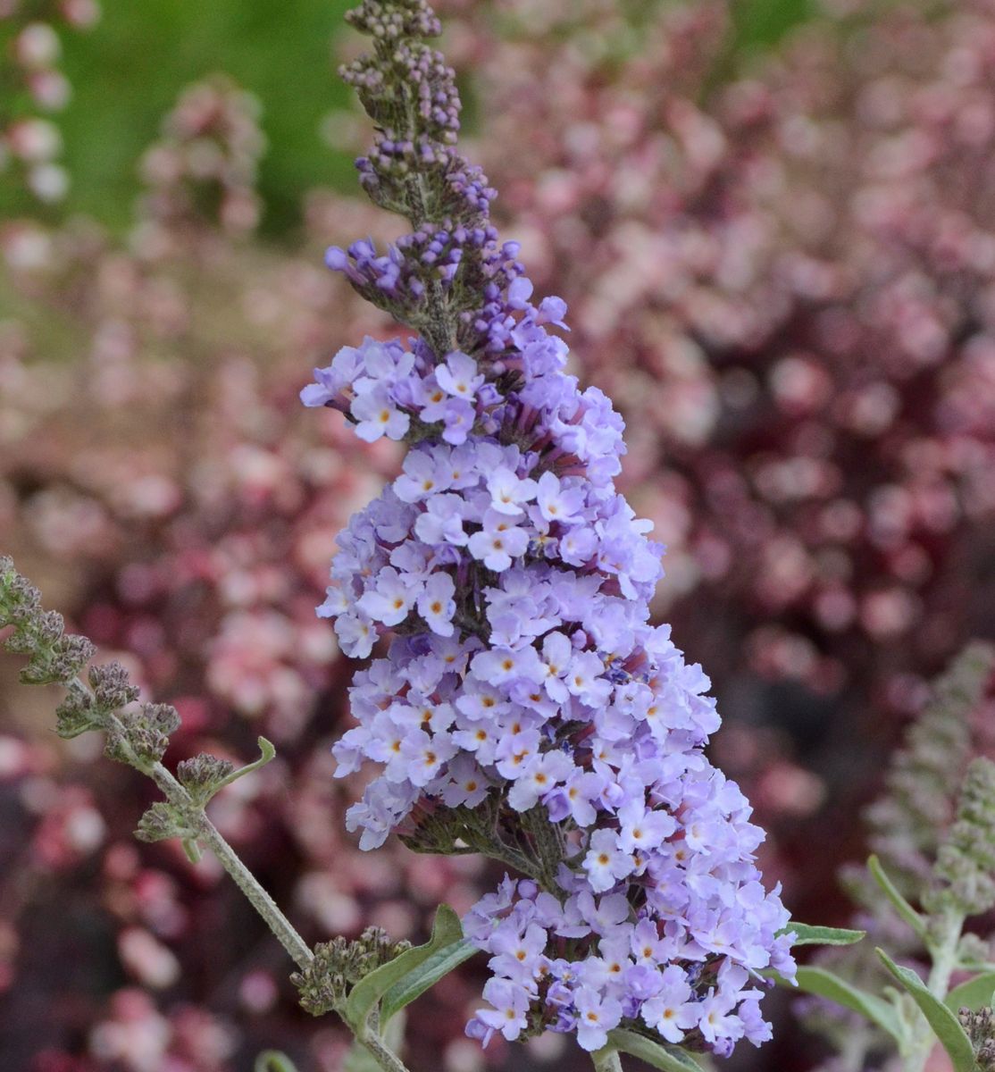 Buddleia 'Monarch® Glass Slipper' -Ship Only