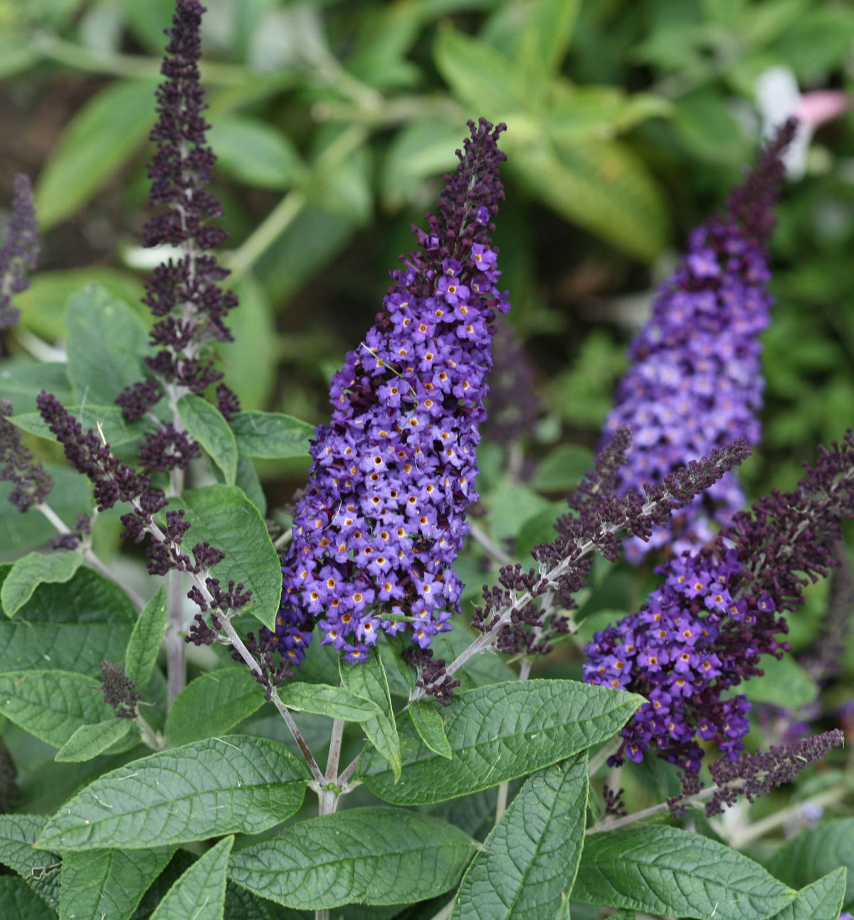 Buddleia Pugster Blue® -Ship Only