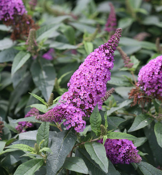 Buddleia Pugster Periwinkle® -Ship Only