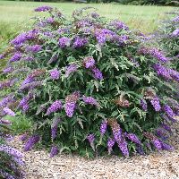 Buddleia 'Violet Cascade' -Ship Only