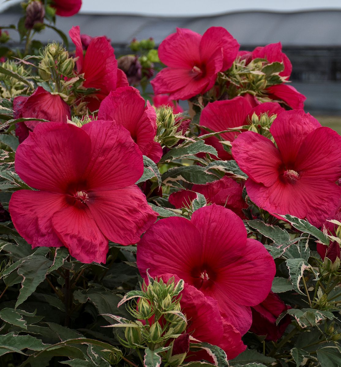Hibiscus 'Summer Carnival' -Ship Only