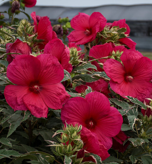 Hibiscus 'Summer Carnival' -Ship Only