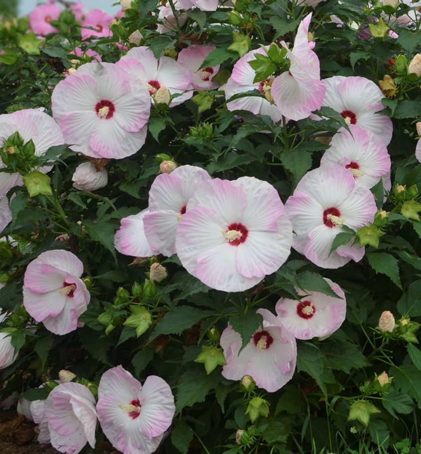 Hibiscus Summerific® 'Ballet Slippers' -Ship Only