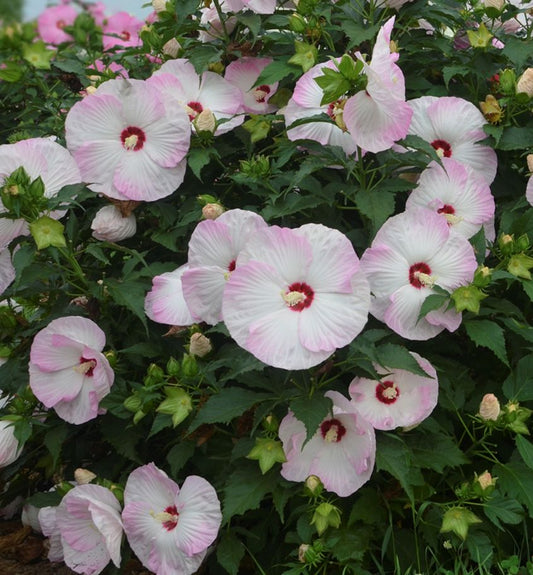 Hibiscus Summerific® 'Ballet Slippers' -Ship Only