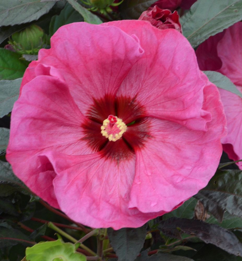 Hibiscus Summerific® 'Berry Awesome' -Ship Only