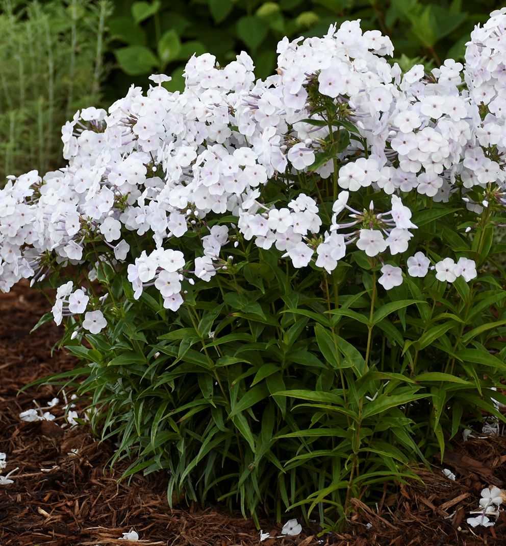 Phlox 'Fashionably Early Crystal' -Ship Only