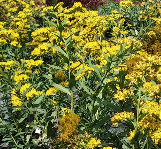 Solidago s. 'Solar Cascade' -Ship Only