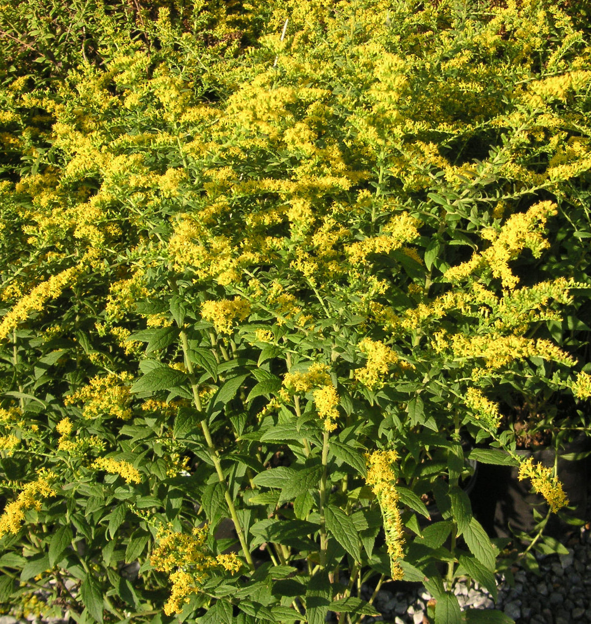 Solidago r. 'Fireworks' -Ship Only