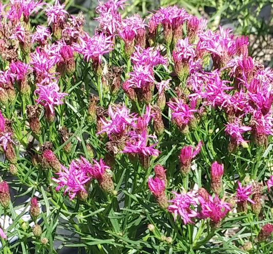 Vernonia l. 'Iron Butterfly' -Ship Only
