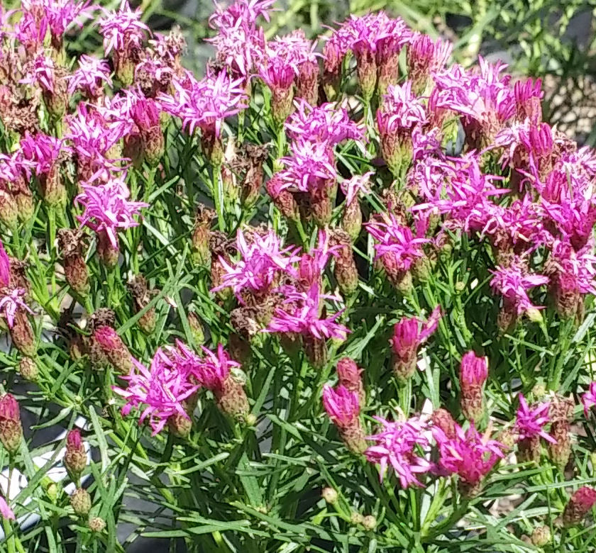 Vernonia l. 'Iron Butterfly' -Ship Only