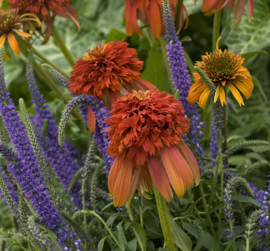 Echinacea 'Hot Papaya' -Ship Only