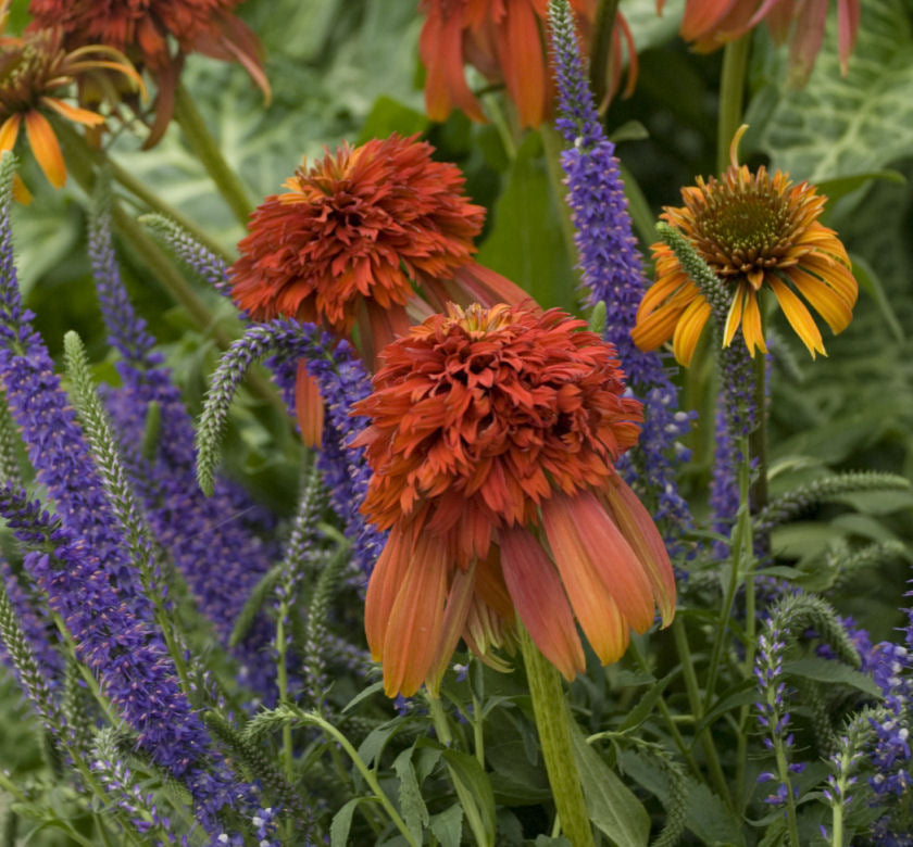 Echinacea 'Hot Papaya' -Ship Only