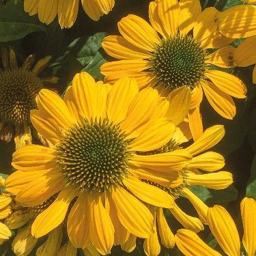 Echinacea 'Mellow Yellows' -Ship Only