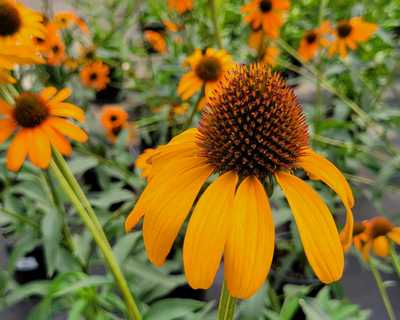 Echinacea 'Tiki Torch' -Ship Only