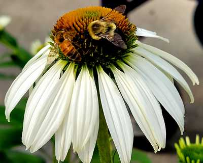 Echinacea p. 'White Swan' -Ship Only