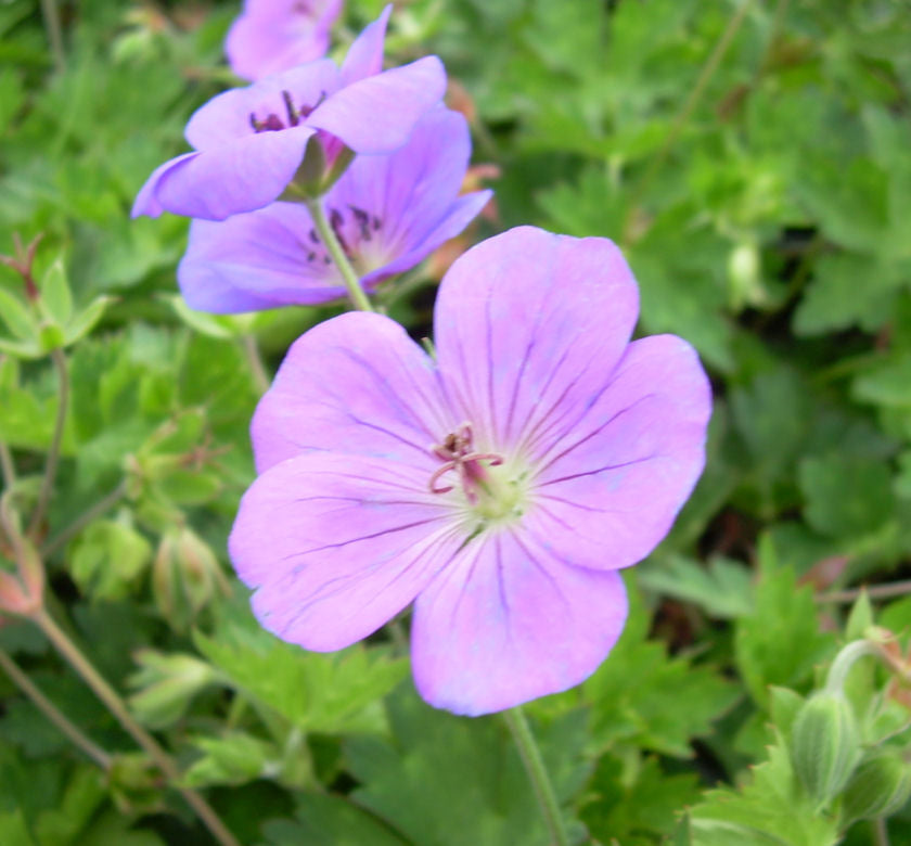 Geranium 'Rozanne' -Ship Only
