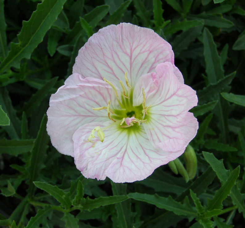 Oenothera 'Siskiyou' -Ship Only