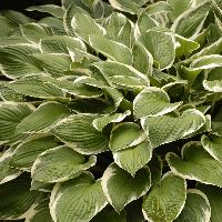 Hosta 'Francee' -Ship Only