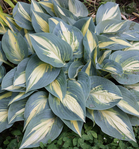 Hosta 'High Society' -Ship Only