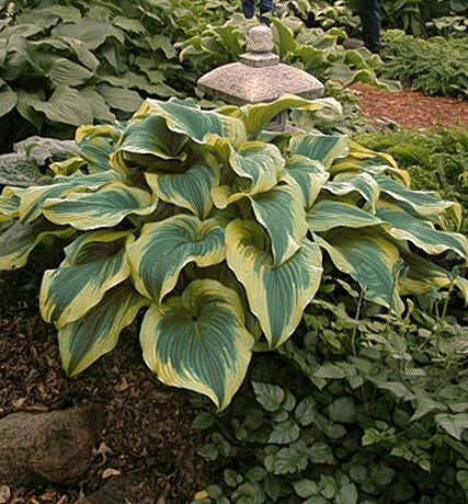 Hosta montana 'Aureo-Marginata' -Ship Only