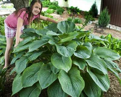Hosta Shadowland® 'Empress Wu' -Ship Only