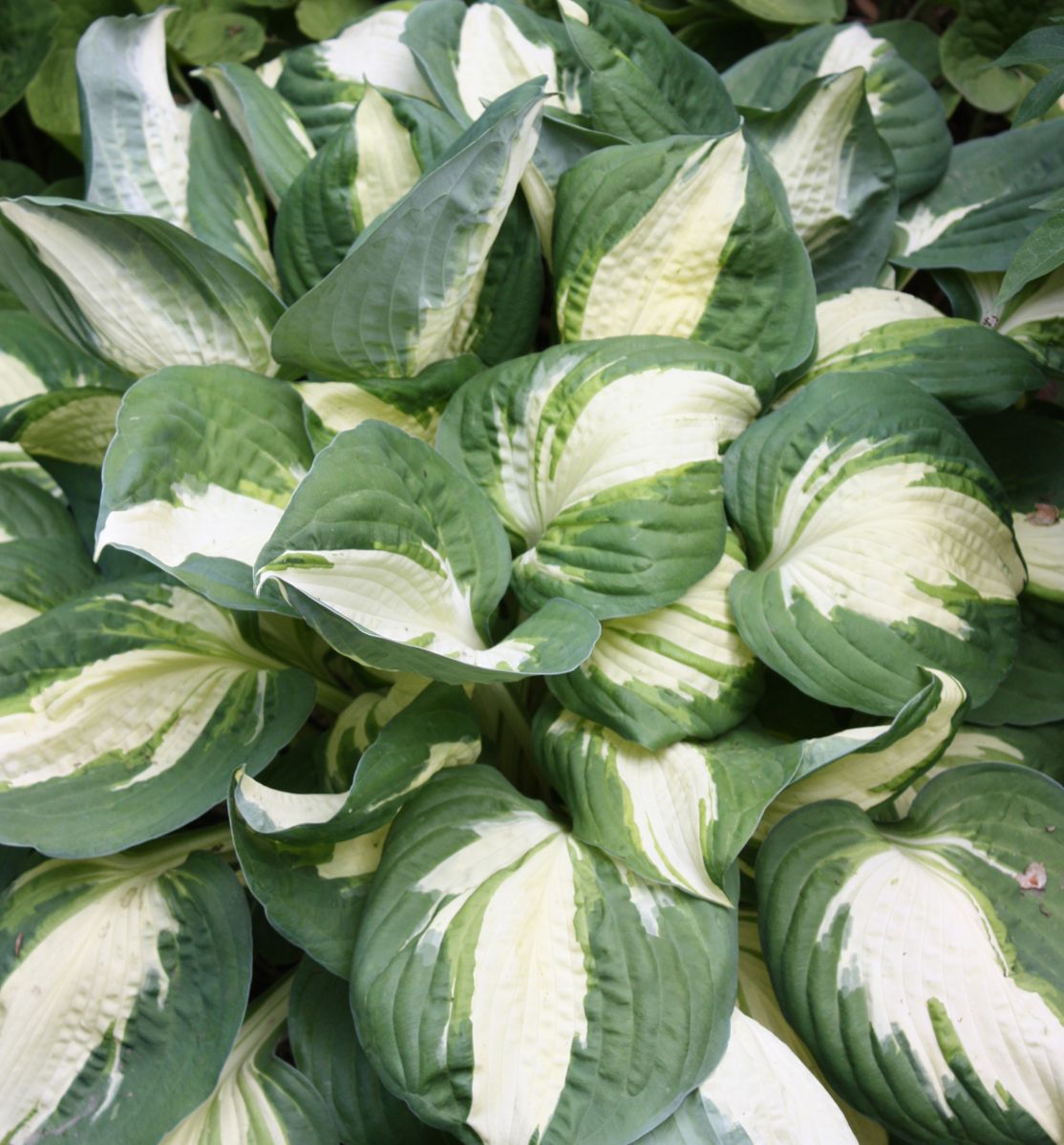 Hosta 'Vulcan' -Ship Only